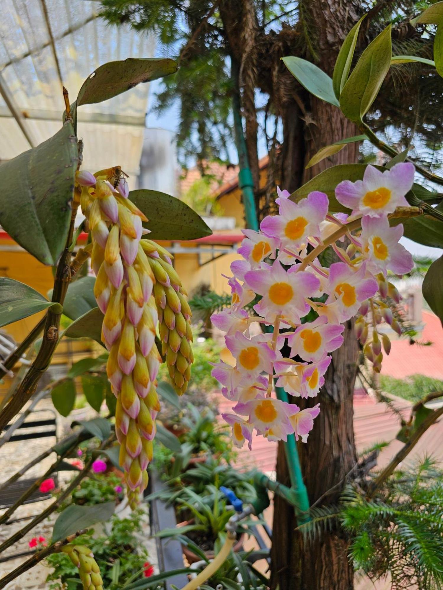 Dang Khoa Garden Inn Homestay Sa Pa Luaran gambar