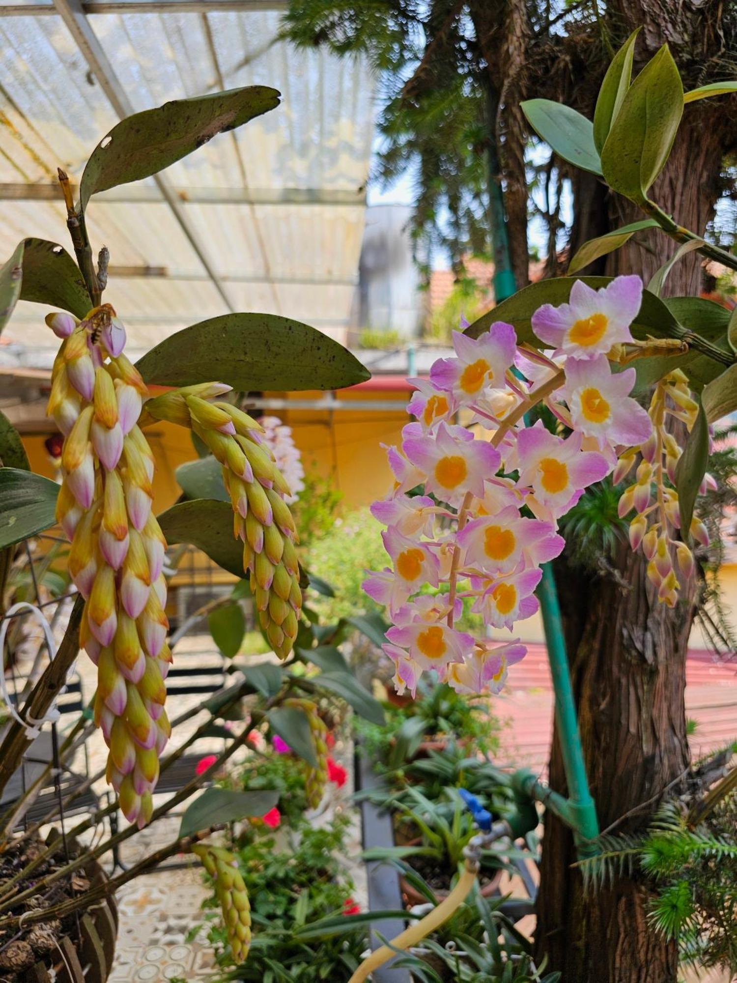 Dang Khoa Garden Inn Homestay Sa Pa Luaran gambar