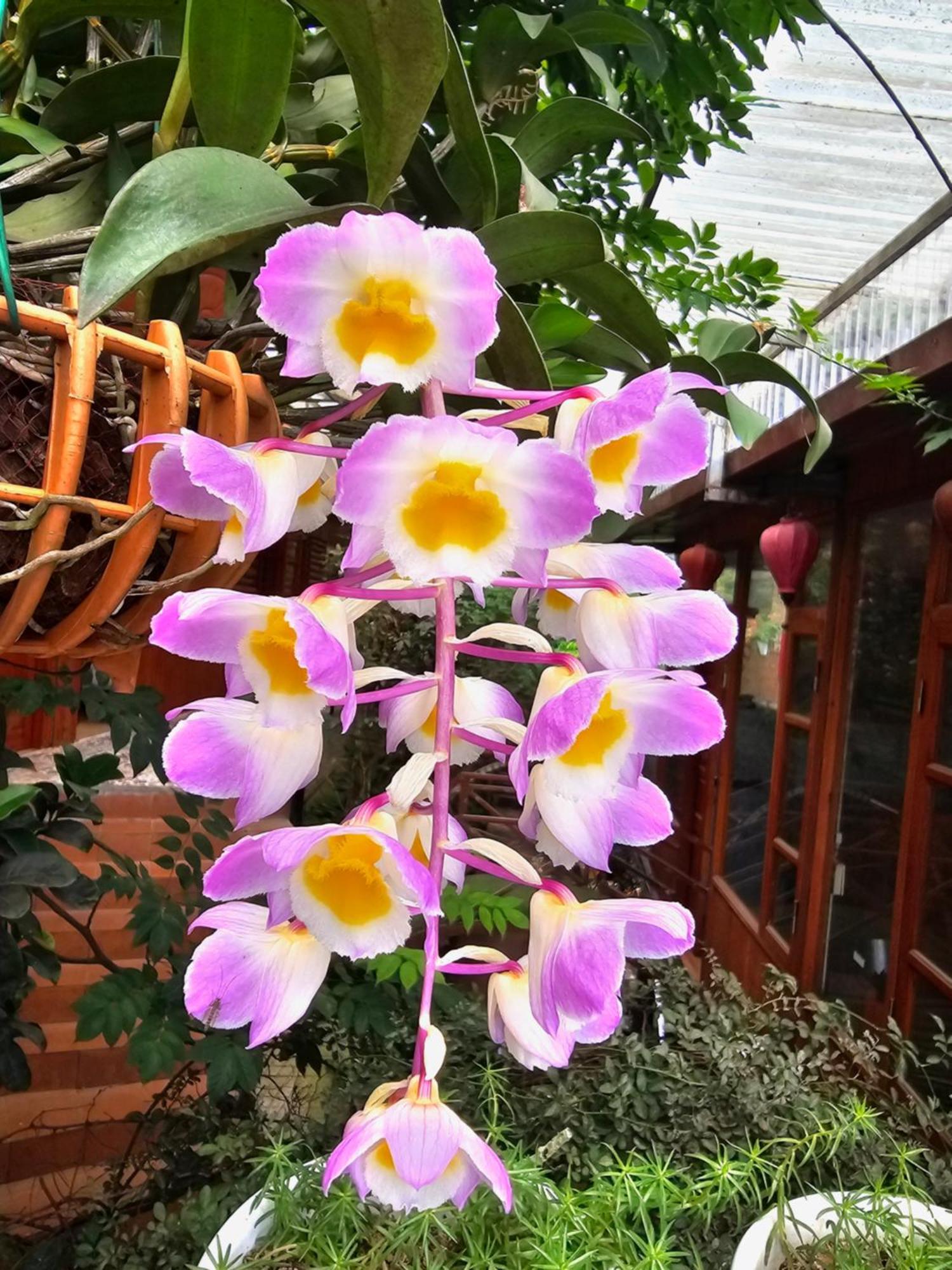Dang Khoa Garden Inn Homestay Sa Pa Luaran gambar