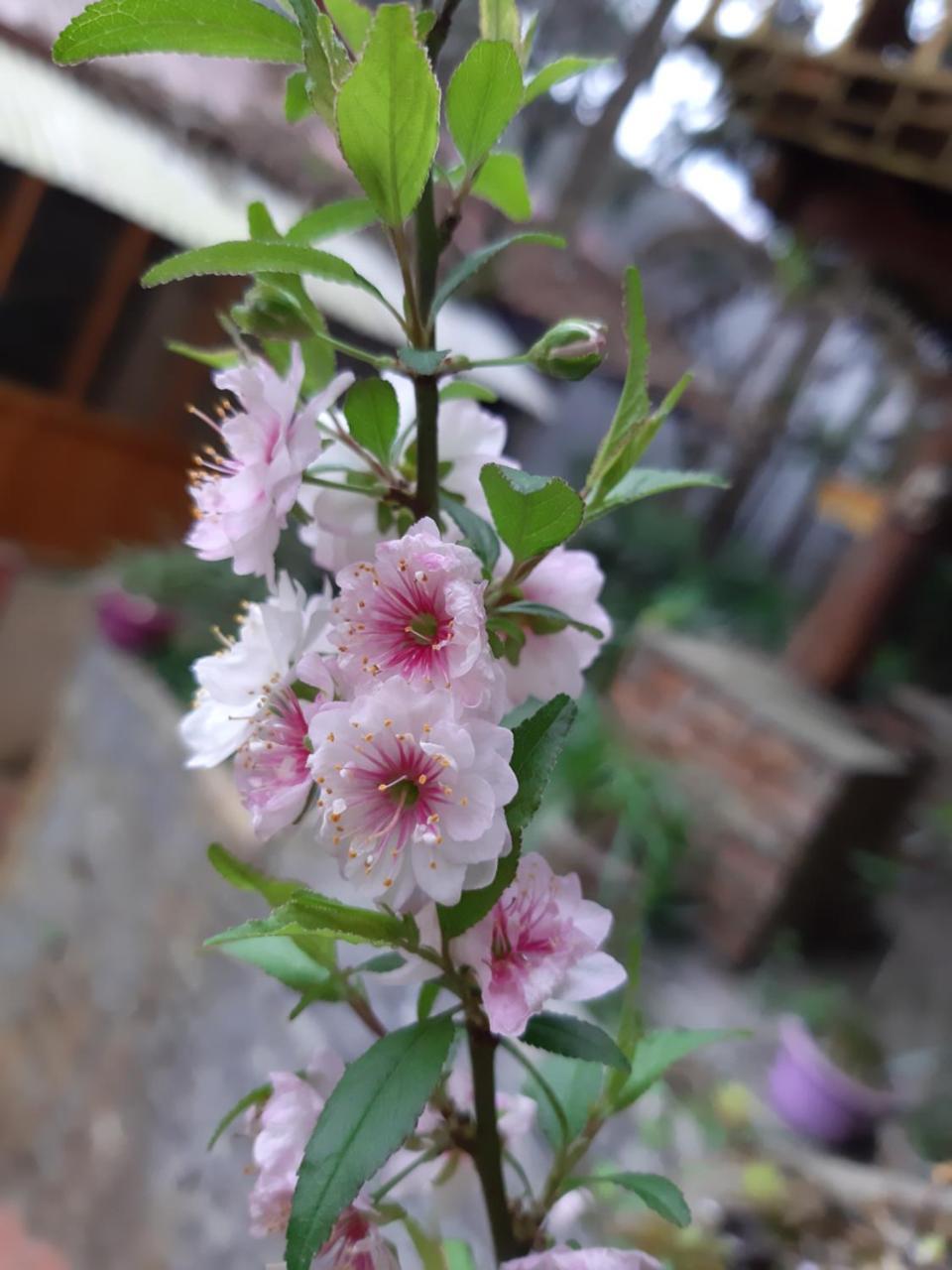 Dang Khoa Garden Inn Homestay Sa Pa Luaran gambar